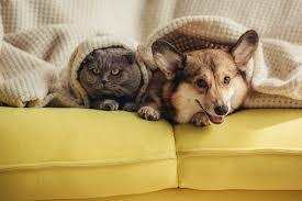 pets-frio