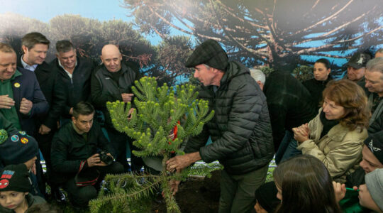 plantio_araucaria_foto_rdziura-9336