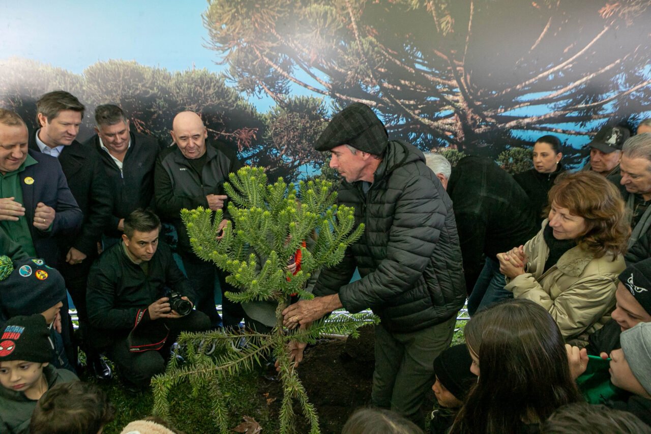 plantio_araucaria_foto_rdziura-9336