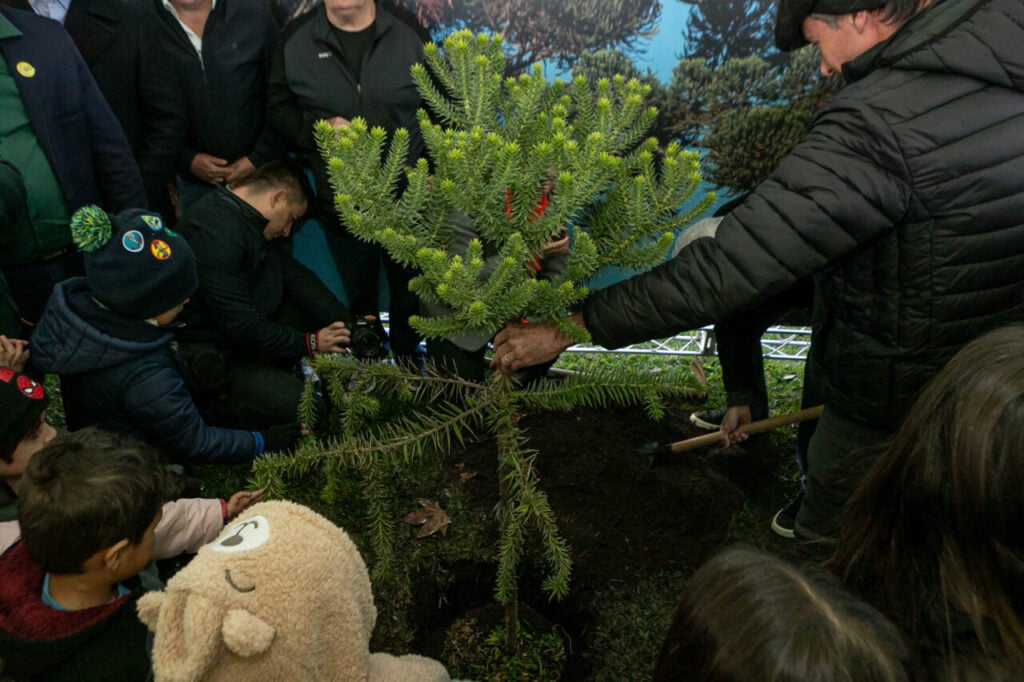 plantio_araucaria_foto_rdziura-9339