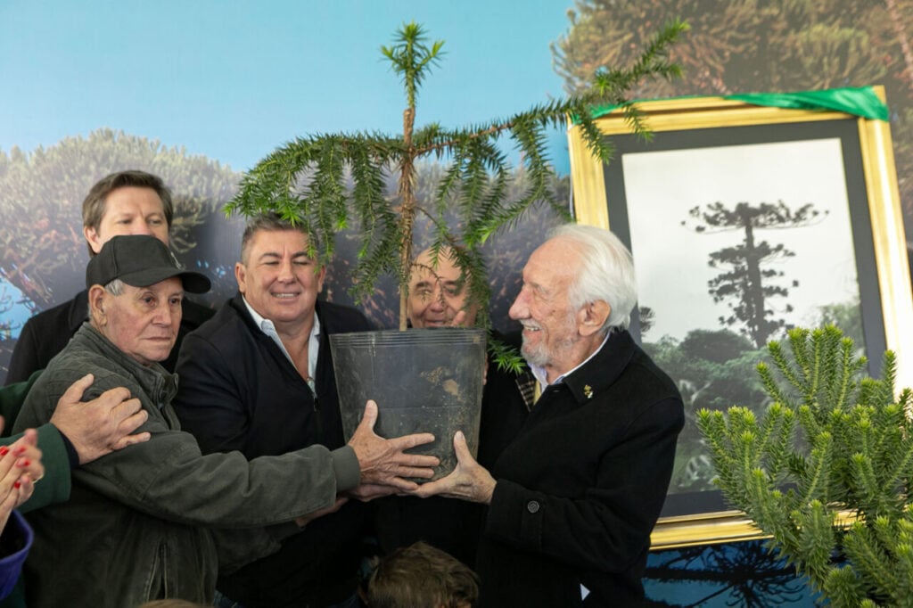 plantio_araucaria_foto_rdziura-9420