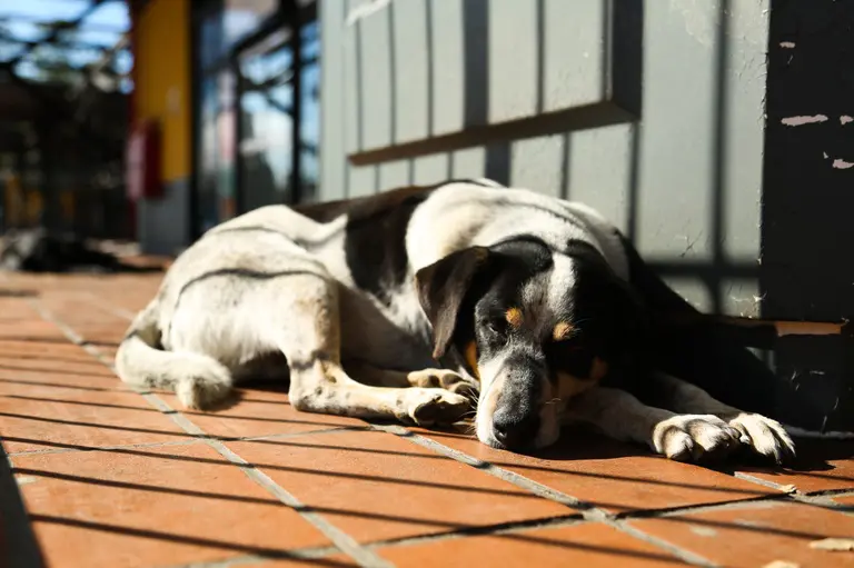 projeto cão e gato comunitário foto rodrigo fonseca