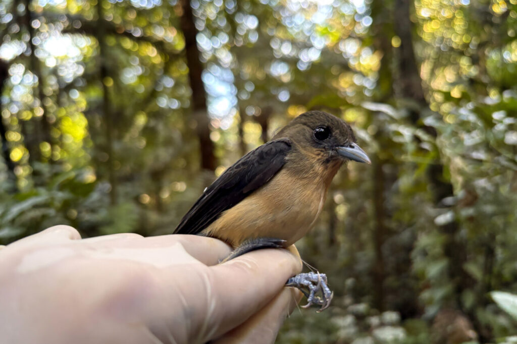 Tiê-de-topete Trichothraupis melanops-foto CSPG