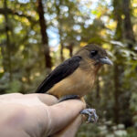 Tiê-de-topete Trichothraupis melanops-foto CSPG