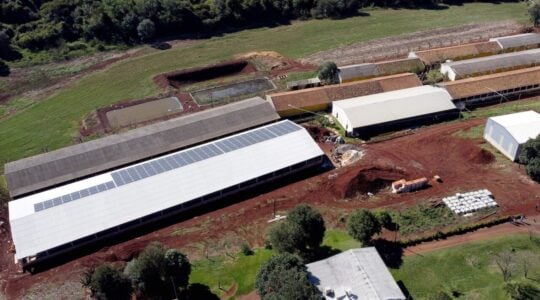 03granja_de_suinos_1