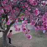 CEREJEIRA JARDIM BOTANICO