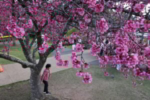 CEREJEIRA JARDIM BOTANICO