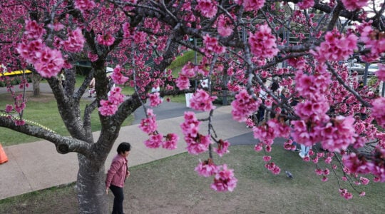 CEREJEIRA JARDIM BOTANICO