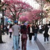 CEREJEIRAS RUA XV