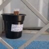 Armadilha dengue (1)
