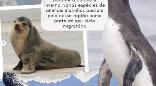 Captura de tela 2025-07-04 104338