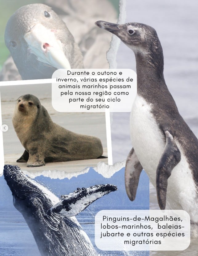 Captura de tela 2025-07-04 104338