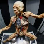 CorpoHumano-117