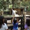 Fazendinha Vila Katu – foto Natalia Knaut (1)
