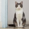 adoravel-gatinho-domestico-com-espaco-de-copia