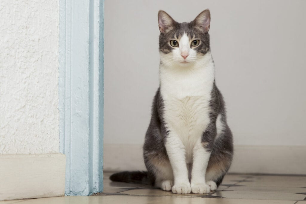 adoravel-gatinho-domestico-com-espaco-de-copia