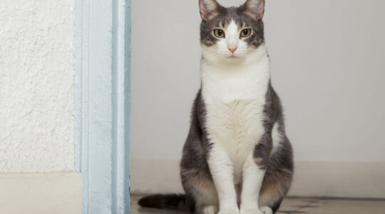 adoravel-gatinho-domestico-com-espaco-de-copia