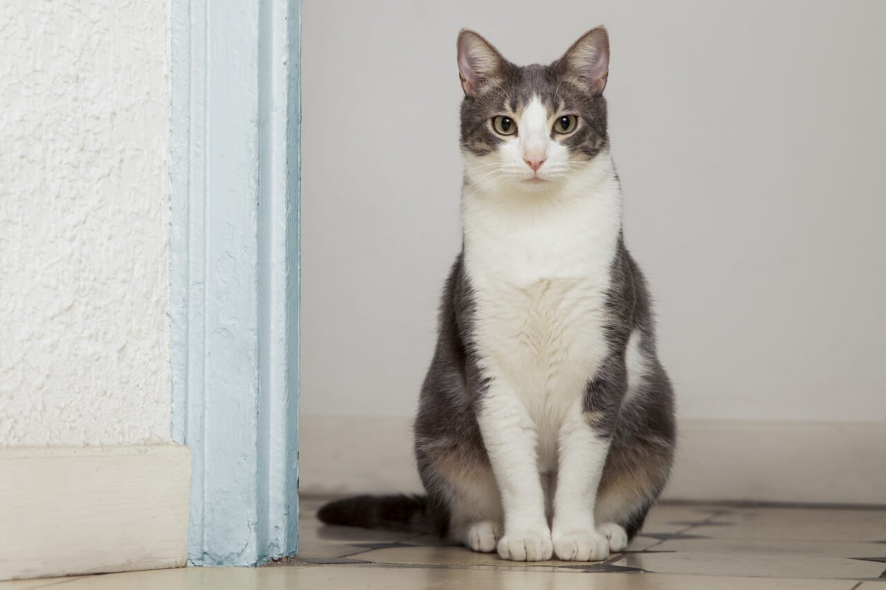 adoravel-gatinho-domestico-com-espaco-de-copia