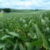 agricultura