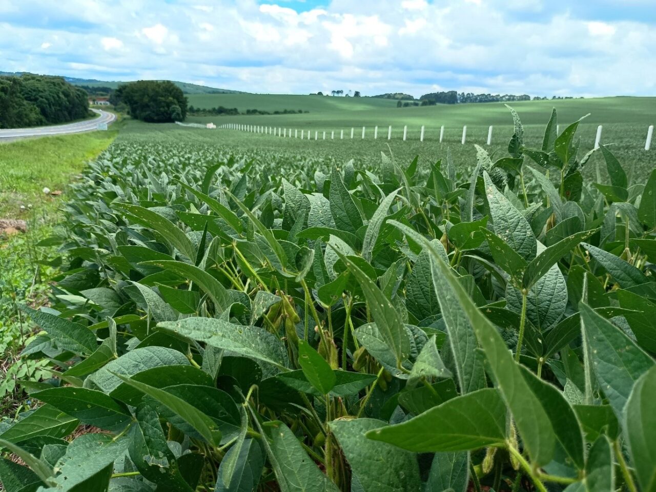 agricultura