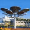 araucaria solar