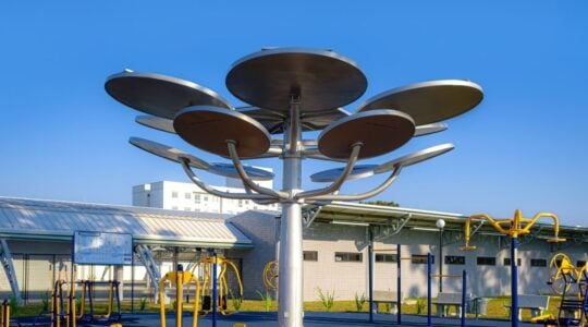 araucaria solar