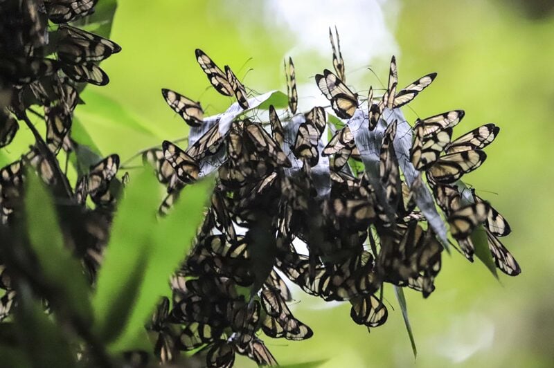 borboletas asas de vidro