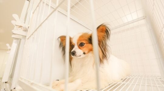 cães