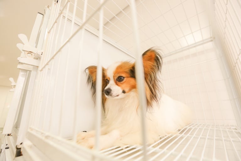 cães