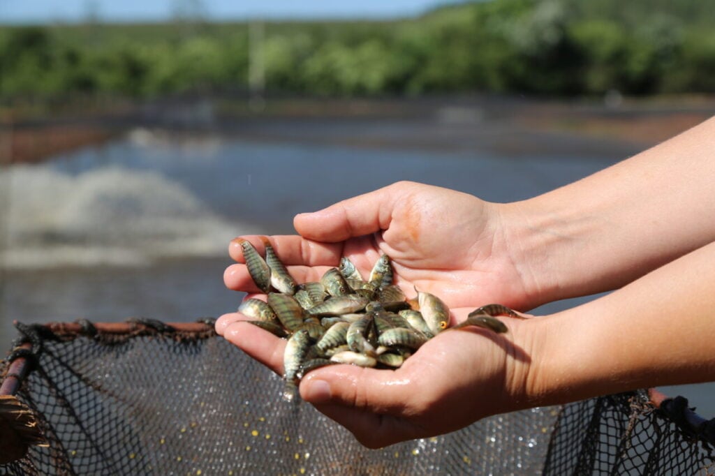 capital nacional da tilapia