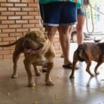 castrapet_01112024_foto-_patryck_madeira-12