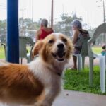 castrapet_01112024_foto-_patryck_madeira-19