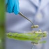 Supplementary capsules from natural extracts