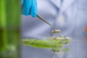 Supplementary capsules from natural extracts