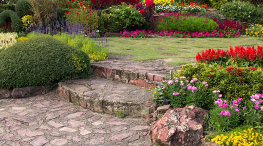 colorful flower in the garden