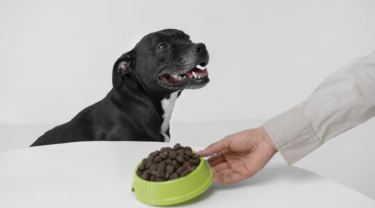 mao-de-vista-lateral-segurando-uma-tigela-de-comida-de-cachorro