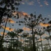 pinheiro_010