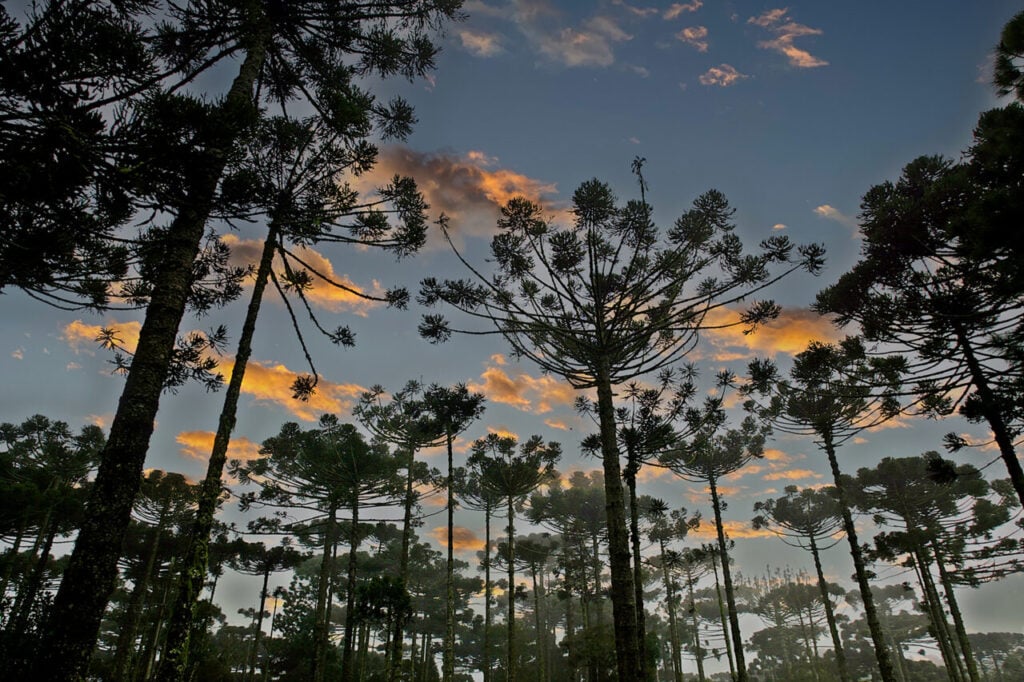 pinheiro_010