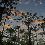 pinheiro_010