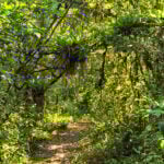 prq_rio_da_onca_010