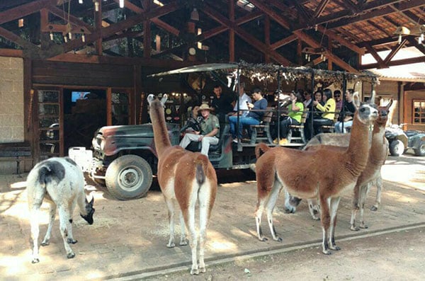 safari