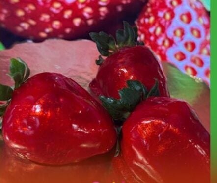 sai do armario com morango do amor