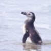 tb_090725115553_pinguimdemagalhaes__acervo_lecufpr_jpg