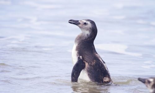 tb_090725115553_pinguimdemagalhaes__acervo_lecufpr_jpg