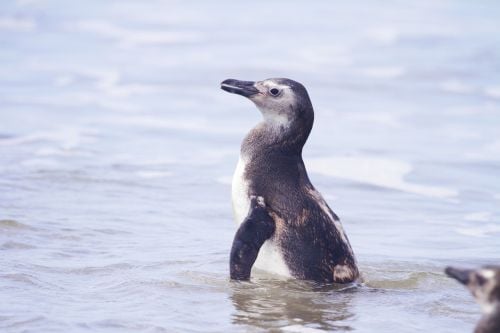 tb_090725115553_pinguimdemagalhaes__acervo_lecufpr_jpg