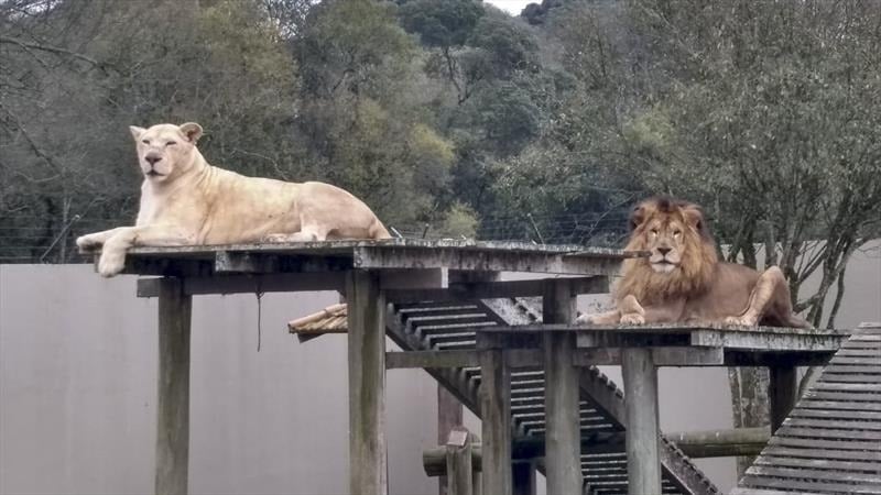 zoologico de curitiba smcs