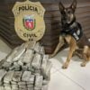 1651599403-policia-apreende-maconha-cao-farejador