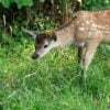 bambi_2 – 1