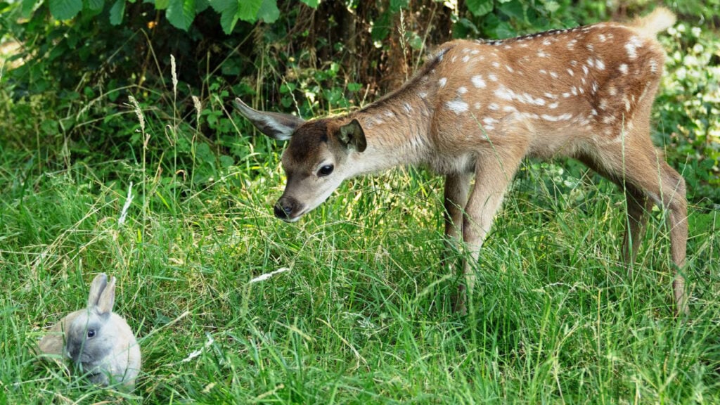 bambi_2 – 1