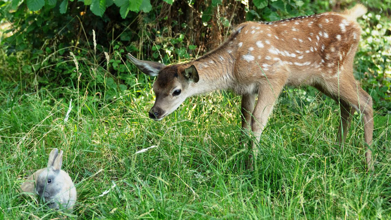bambi_2 – 1